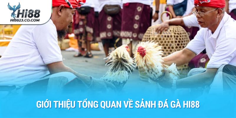 Đá Gà Hi88 - Đỉnh Cao Giải Trí Cá Cược Đá Gà Trực Tuyến Hàng Đầu 1 Giới thiệu tổng quan về sảnh đá gà Hi88